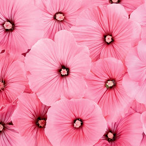 Meet your Posher, Daniela